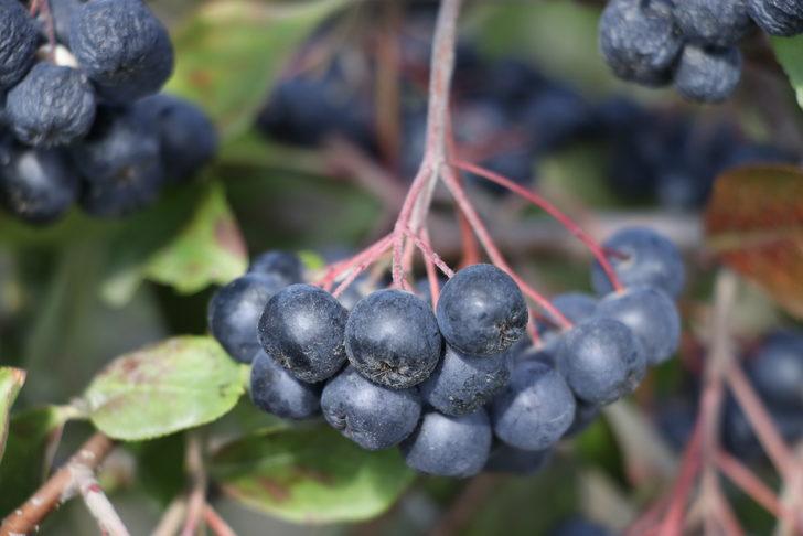 Tekirdağ'da "süper meyve" aronyanın hasadına başlandı G3