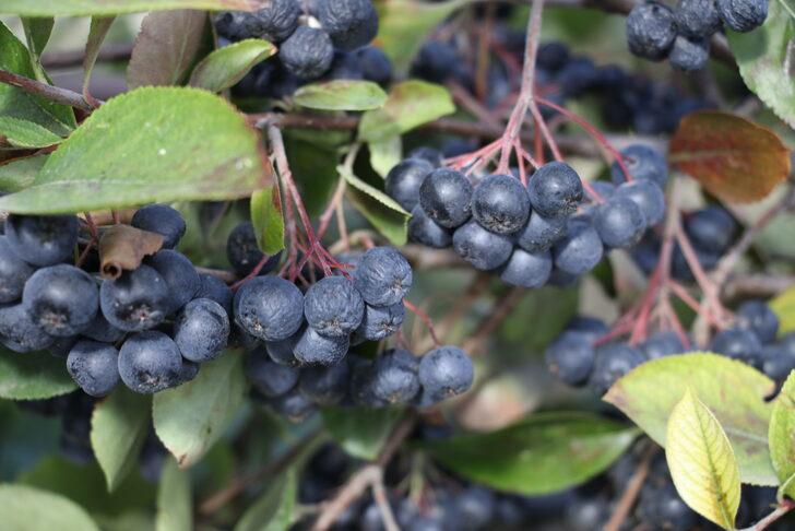 Tekirdağ'da "süper meyve" aronyanın hasadına başlandı G4