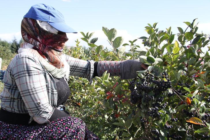 Tekirdağ'da "süper meyve" aronyanın hasadına başlandı G5