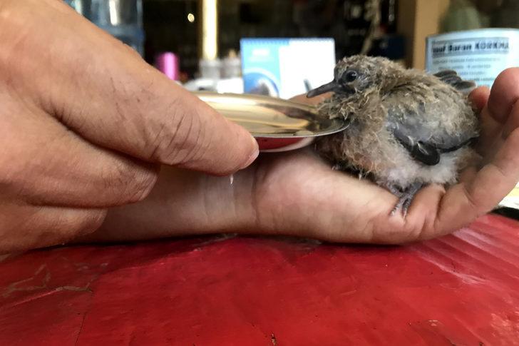 Kahramanmaraş'ta yuvadan düşen kumru yavrusuna esnaflar sahip çıktı G1