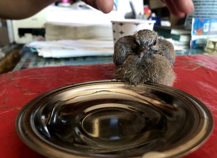 Kahramanmaraş'ta yuvadan düşen kumru yavrusuna esnaflar sahip çıktı G2