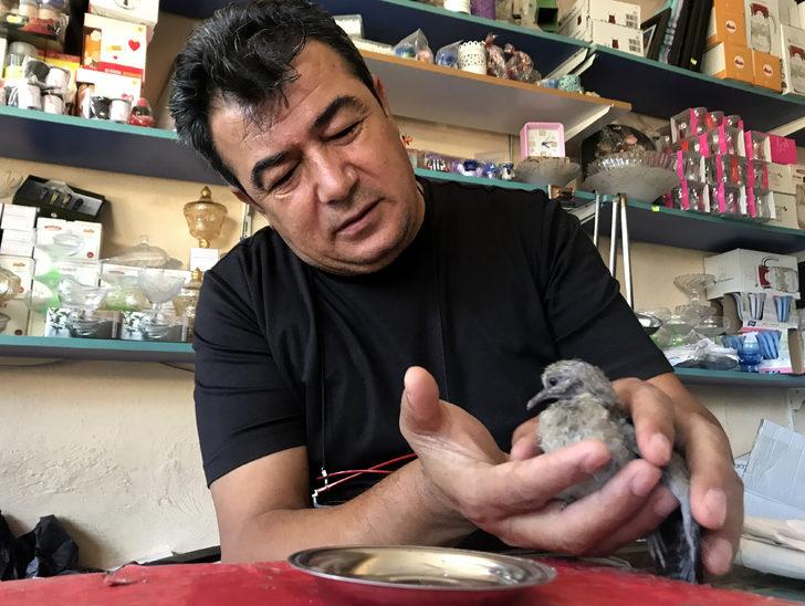 Kahramanmaraş'ta yuvadan düşen kumru yavrusuna esnaflar sahip çıktı G3