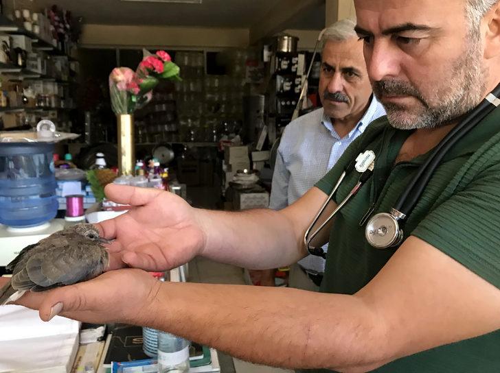 Kahramanmaraş'ta yuvadan düşen kumru yavrusuna esnaflar sahip çıktı G4
