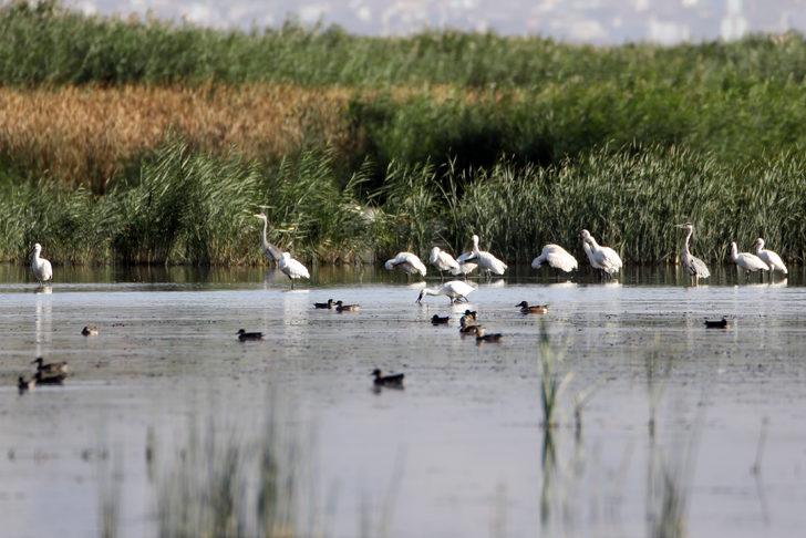 Ağrı Dağı'nın eteğinde yaşayan kaşıkçı kuşları görüntülendi G1