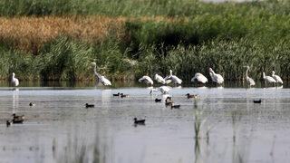 Ağrı Dağı'nın eteğinde yaşayan kaşıkçı kuşları görüntülendi