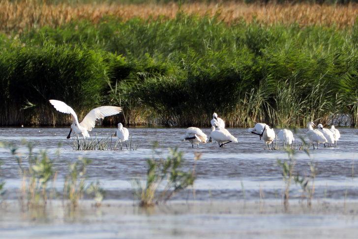 Ağrı Dağı'nın eteğinde yaşayan kaşıkçı kuşları görüntülendi G2