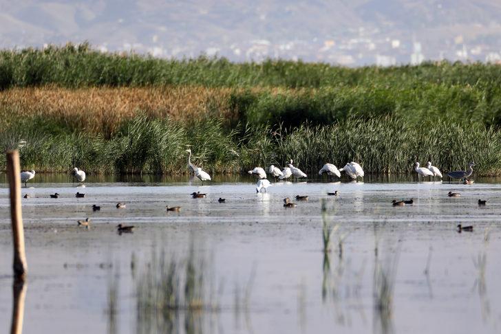 Ağrı Dağı'nın eteğinde yaşayan kaşıkçı kuşları görüntülendi G3