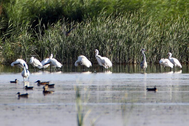Ağrı Dağı'nın eteğinde yaşayan kaşıkçı kuşları görüntülendi G4