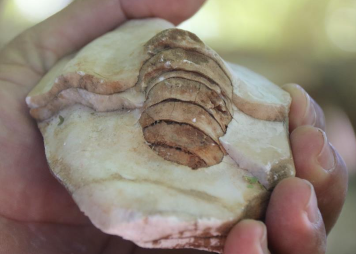 Evinin dört bir yanı bunlarla dolu! Tam 350 milyon yıllık: Gelin bir sonuca bağlayın G2