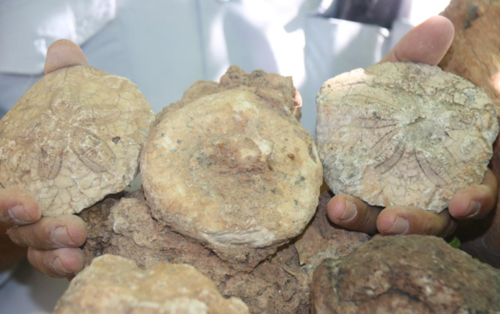 Evinin dört bir yanı bunlarla dolu! Tam 350 milyon yıllık: Gelin bir sonuca bağlayın G4