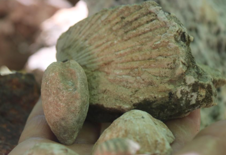 Evinin dört bir yanı bunlarla dolu! Tam 350 milyon yıllık: Gelin bir sonuca bağlayın G5