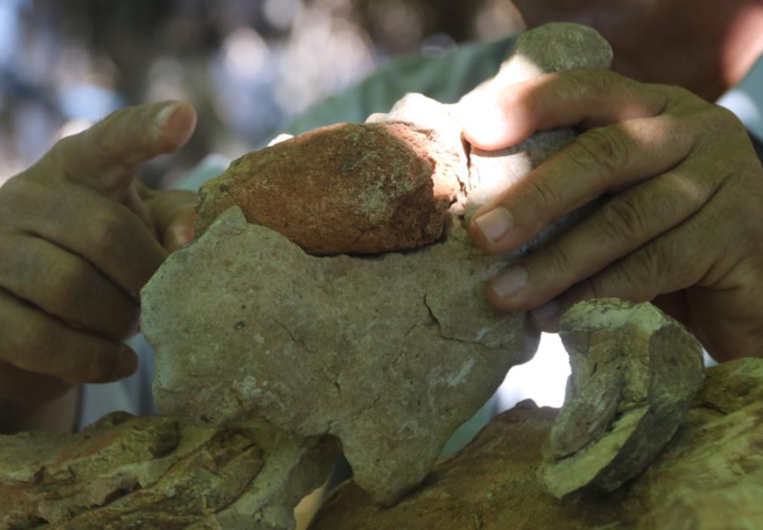 Evinin d&ouml;rt bir yanı bunlarla dolu! Tam 350 milyon yıllık: Gelin bir sonuca bağlayın