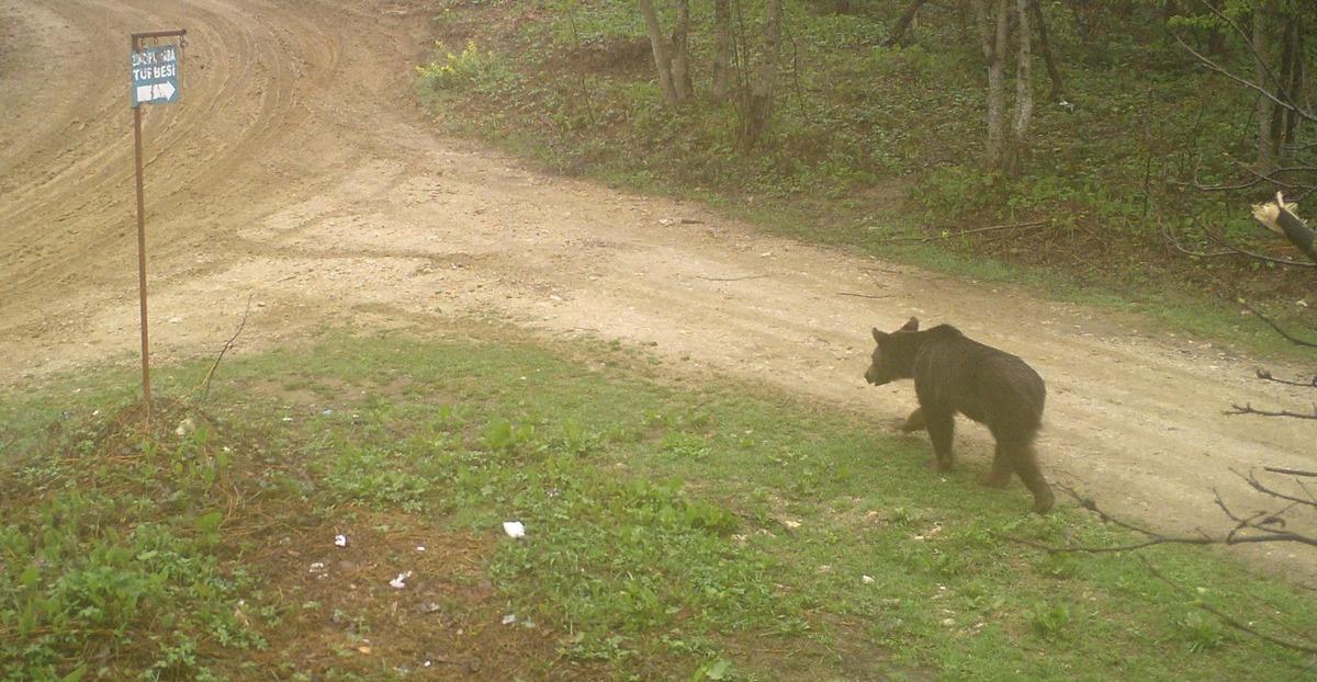 Sakarya'da ayı ile &ccedil;akal s&uuml;r&uuml;s&uuml; fotokapanla g&ouml;r&uuml;nt&uuml;lendi