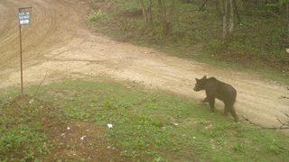 Sakarya'da ayı ile çakal sürüsü fotokapanla görüntülendi
