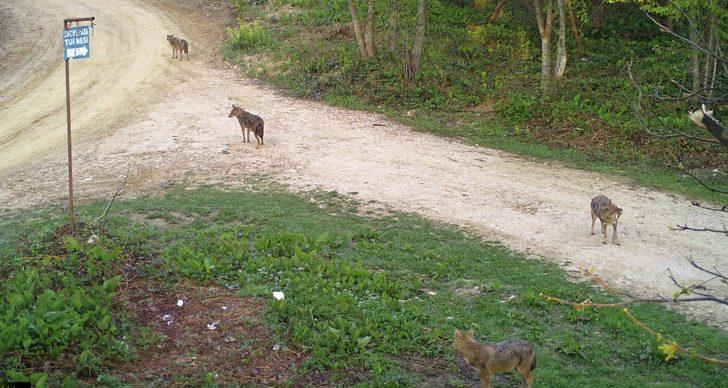 Sakarya'da ayı ile çakal sürüsü fotokapanla görüntülendi G3
