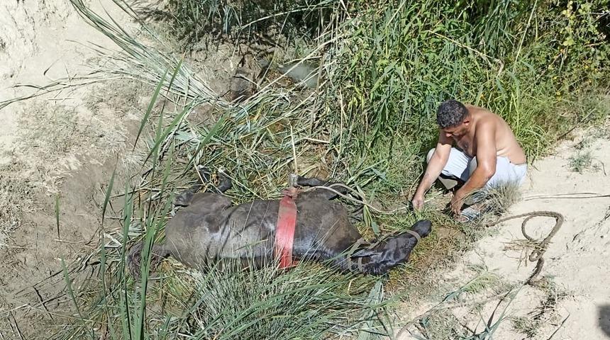 Antalya'da kanala düşen sahipsiz atı itfaiye kurtardı