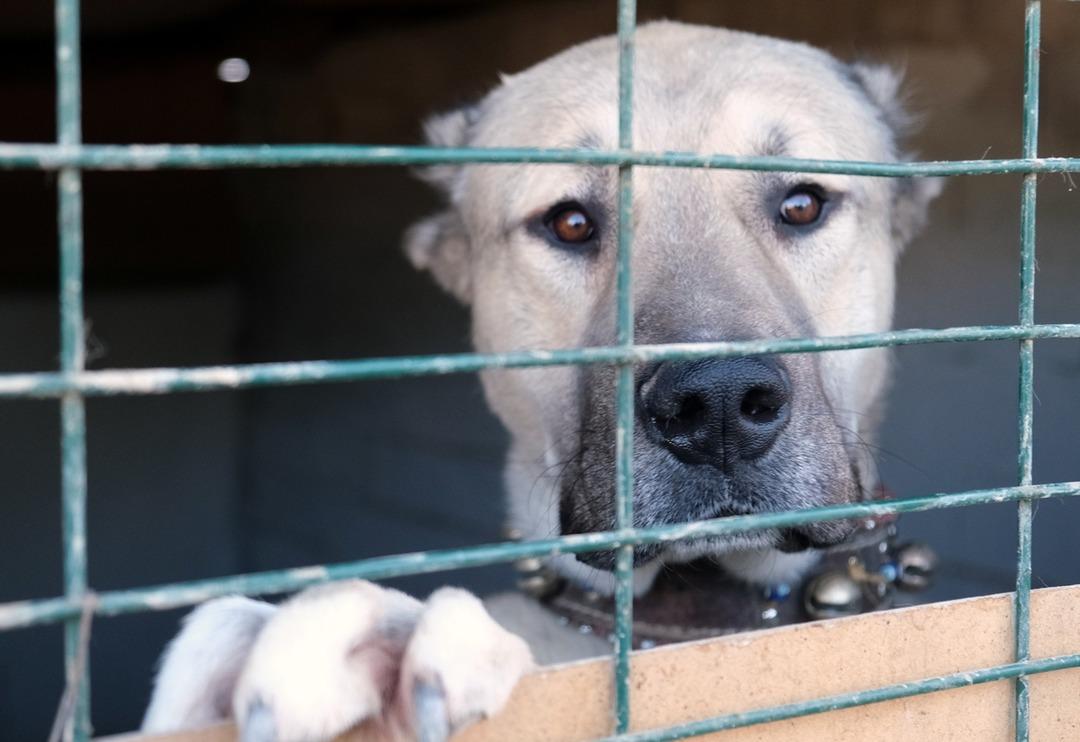 Fiyatını duyan şok oldu: Sıfır araba parasına Kangal! Avrupa&rsquo;dan talep yağıyor
