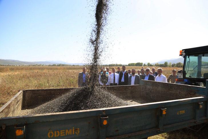 Kütahya'da destekleme kapsamında ekilen yağlık ayçiçeğinin hasadı başladı G2