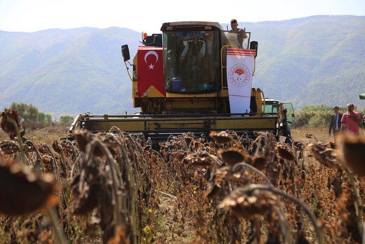 Kütahya'da destekleme kapsamında ekilen yağlık ayçiçeğinin hasadı başladı G5
