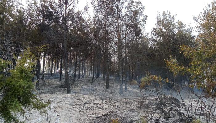 Tekirdağ'da çıkan orman yangını söndürüldü