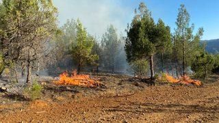Adana'da ormanlık alanda çıkan yangın kontrol altına alındı