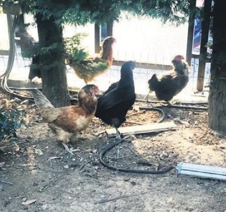 10 tavuğu, 4 kedisi bir de köpeği var! İşte Oktay Kaynarca'nın İstanbul'daki geniş bahçeli evi  G3