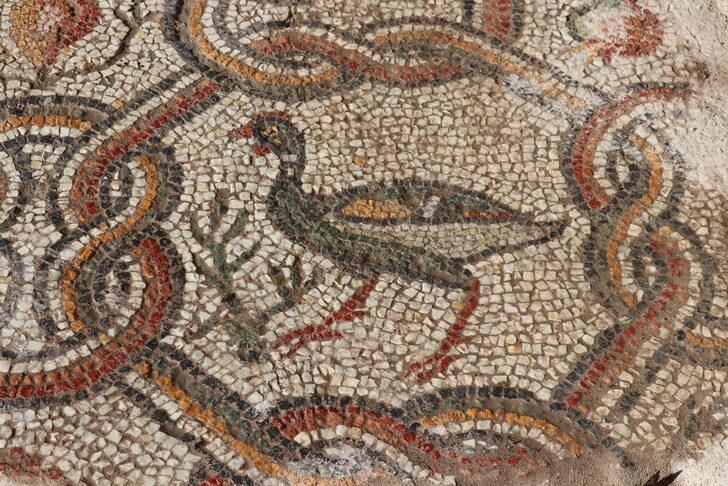 Hadrianopolis'te üzerinde meyve sepeti ve hayvan figürleri bulunan mozaikler ortaya çıkarıldı G3