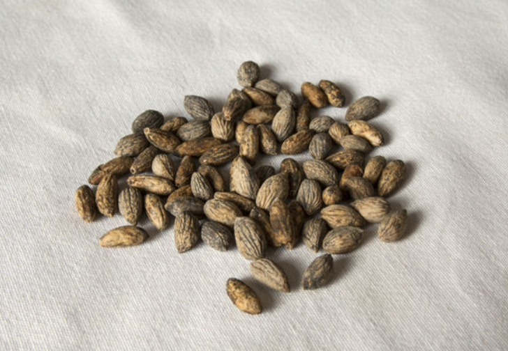 Çöpe atıyorsanız büyük yanlış yapıyorsunuz! Zeytin çekirdeğinin şaşırtan faydaları saymakla bitmiyor G5