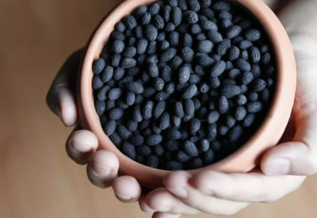 &Ccedil;&ouml;pe atıyorsanız b&uuml;y&uuml;k yanlış yapıyorsunuz! Zeytin &ccedil;ekirdeğinin şaşırtan faydaları saymakla bitmiyor