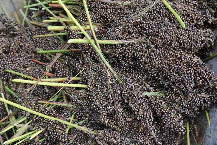 Şeker kamışı posasının yalıtım malzemesi olarak kullanılması için çalışma yürütülüyor G3