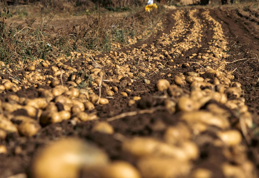 Patatesin tarlada kilosu 7 lira! 40 bin tona yakın rekolte bekleniyor