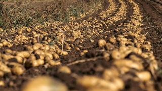 Patatesin tarlada kilosu 7 lira! 40 bin tona yakın rekolte bekleniyor