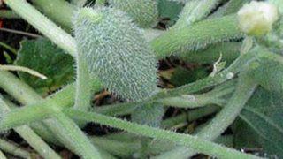 'Acı kavun' hastanelik etti