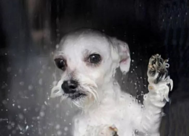 EVCİL HAYVANLARINIZI YIKAYIN