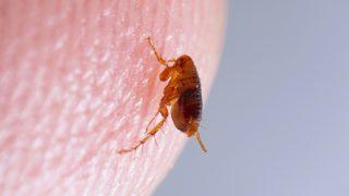 Ufacık ısırığı dayanılmaz kaşıntılara neden oluyor! Evdeki pirelerden kurtulmanın en etkili yolu! Pire temizliği ile sorunlara kökten çözüm