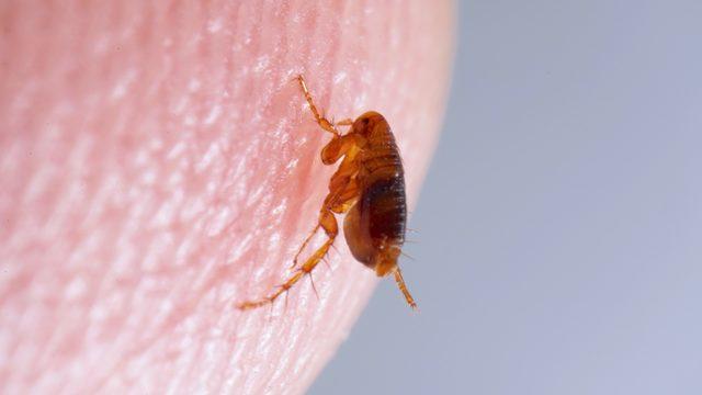 Ufacık ısırığı dayanılmaz kaşıntılara neden oluyor! Evdeki pirelerden kurtulmanın en etkili yolu! Pire temizliği ile sorunlara kökten çözüm