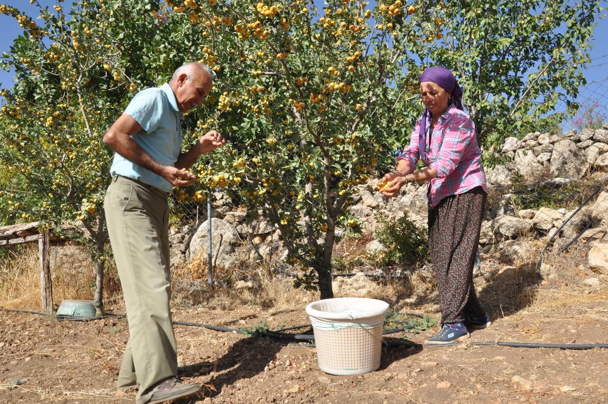 Mersin'de emekli &ccedil;ift sirke yapmak i&ccedil;in ektikleri alı&ccedil;ları gelire d&ouml;n&uuml;şt&uuml;rd&uuml;