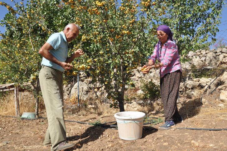 Mersin'de emekli çift sirke yapmak için ektikleri alıçları gelire dönüştürdü G1