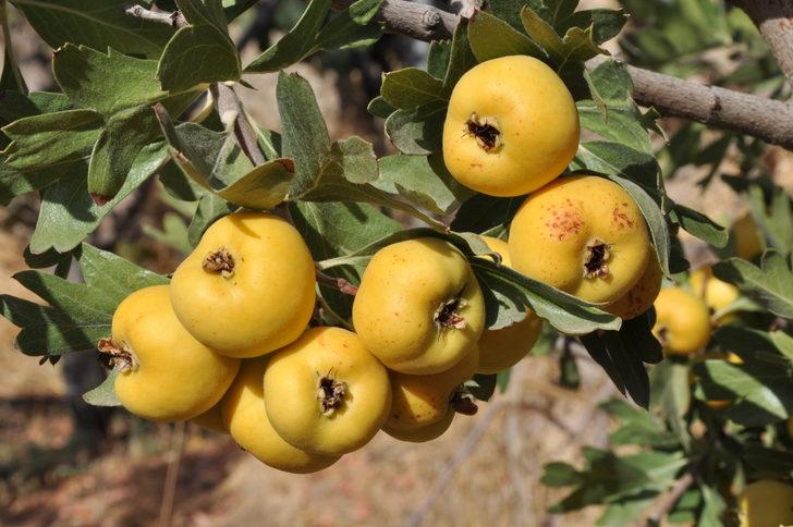 Mersin'de emekli çift sirke yapmak için ektikleri alıçları gelire dönüştürdü G4