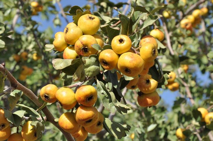 Mersin'de emekli çift sirke yapmak için ektikleri alıçları gelire dönüştürdü G5