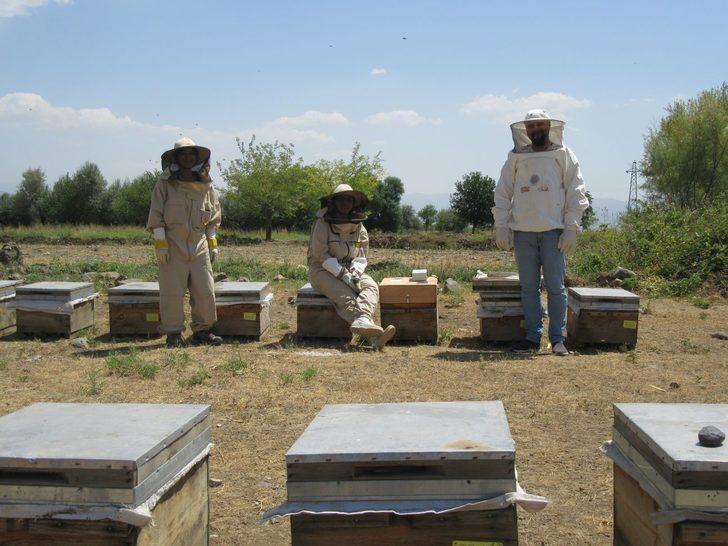 Anadolu arısı zehrinin kalitesi araştırılıyor G1