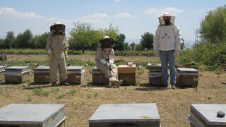 Anadolu arısı zehrinin kalitesi araştırılıyor