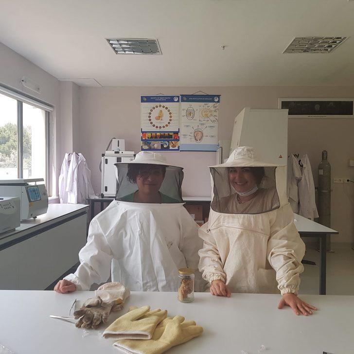 Anadolu arısı zehrinin kalitesi araştırılıyor G2