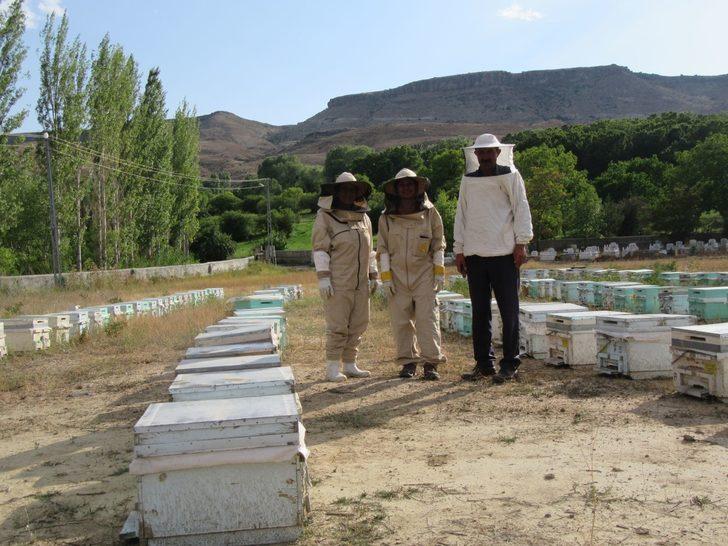 Anadolu arısı zehrinin kalitesi araştırılıyor G4