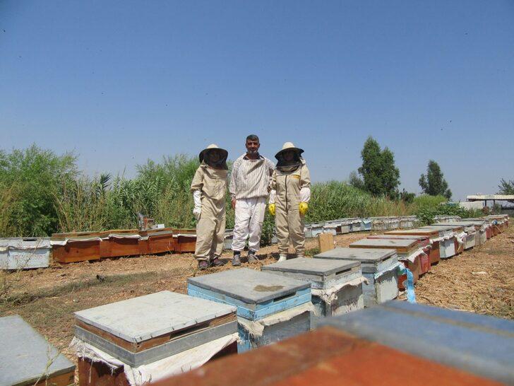 Anadolu arısı zehrinin kalitesi araştırılıyor G5