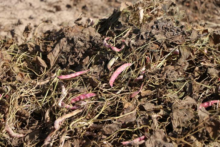 Niğde'de barbunya hasadı başladı G1
