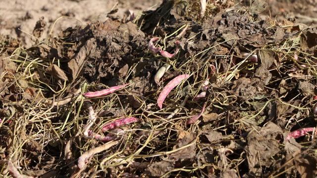 Niğde'de barbunya hasadı başladı