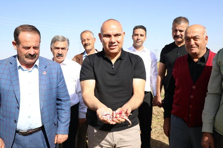 Niğde'de barbunya hasadı başladı G3