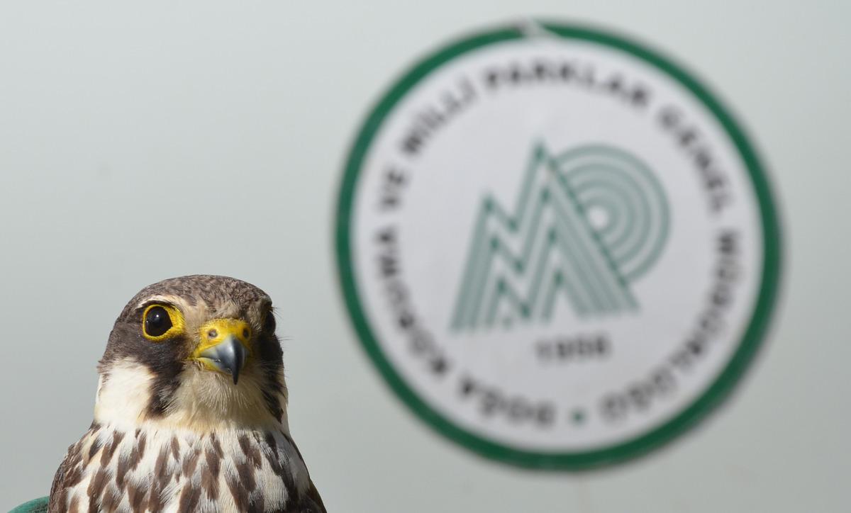 Kars'ta &ccedil;ocukların yaralı bulduğu kerkenez tedaviye alındı