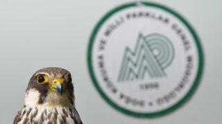 Kars'ta çocukların yaralı bulduğu kerkenez tedaviye alındı